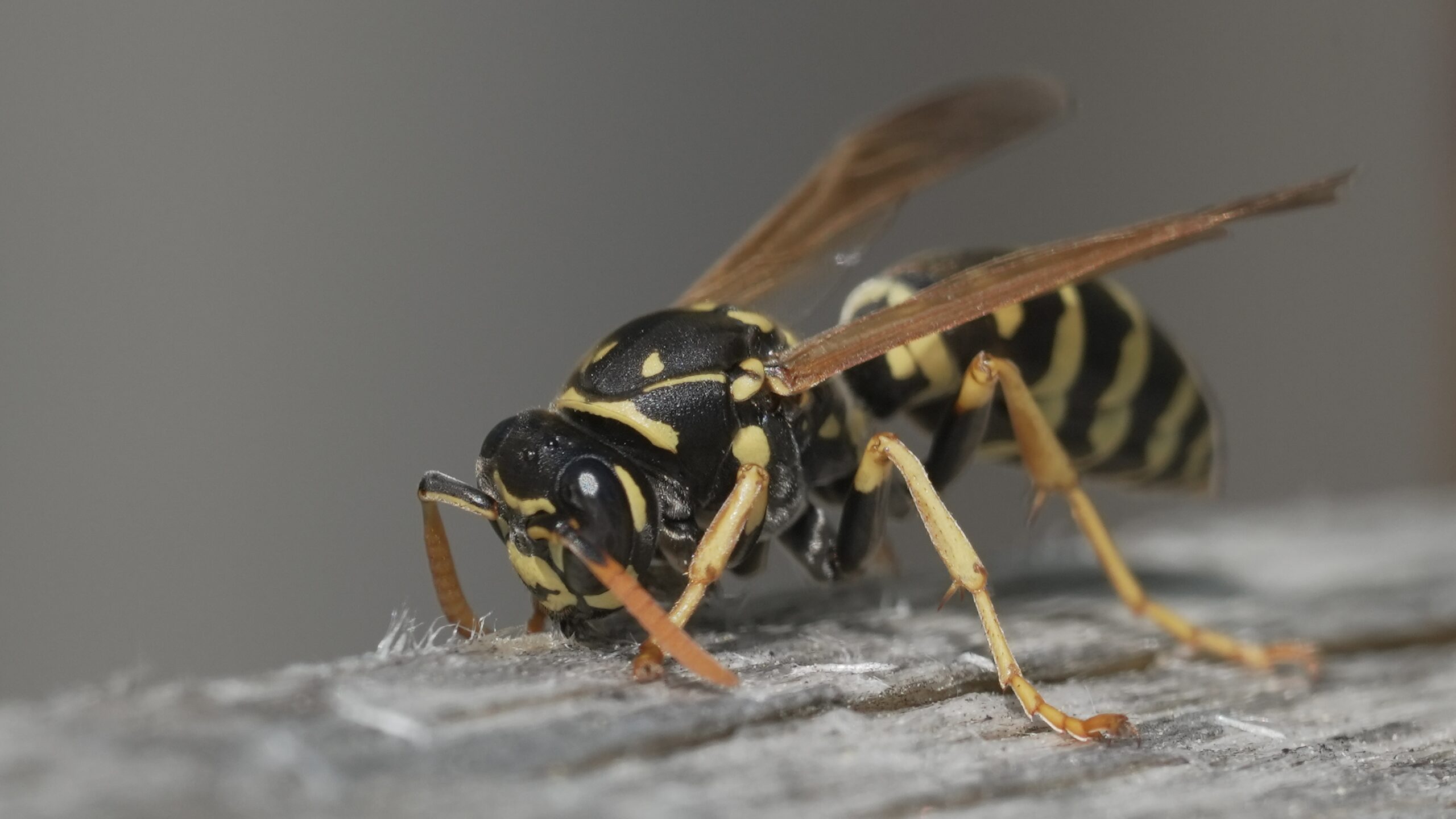 Feldwespe