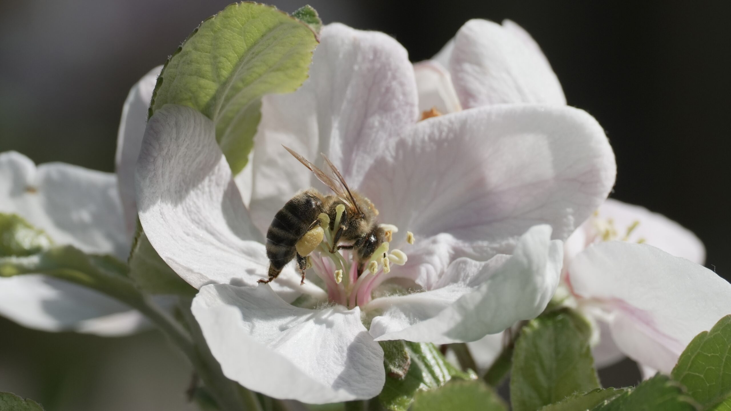 Biene in Apfelblüte
